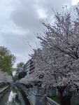 珍珠河