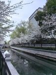 珍珠河樱花