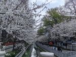 珍珠河樱花