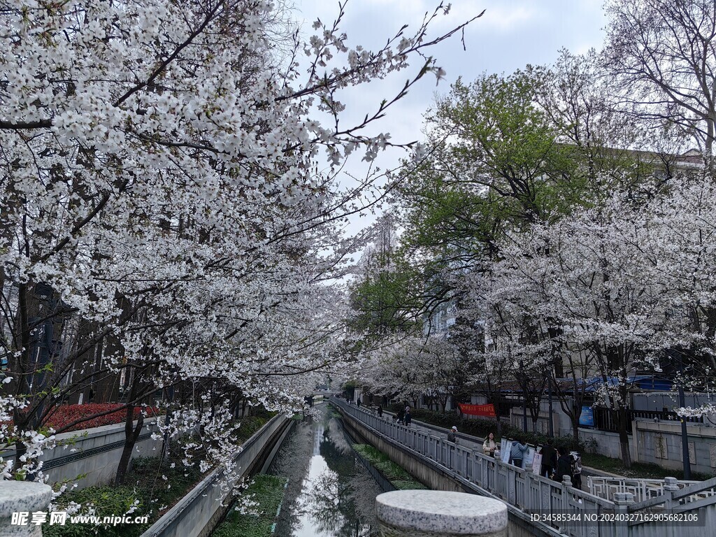 珍珠河樱花