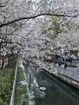 珍珠河樱花