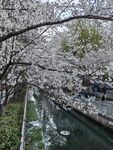 珍珠河樱花