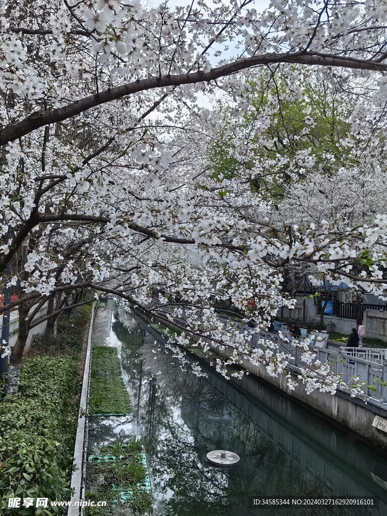 珍珠河樱花