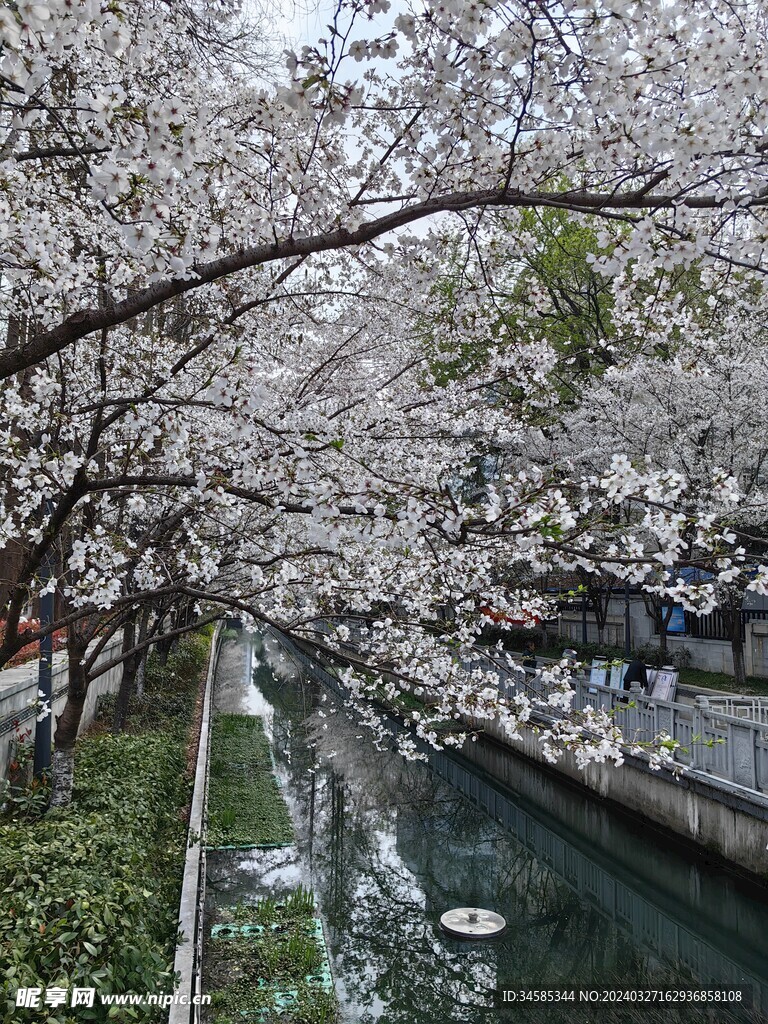 珍珠河樱花 