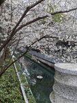 珍珠河樱花