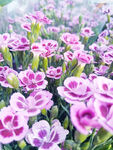 石竹花