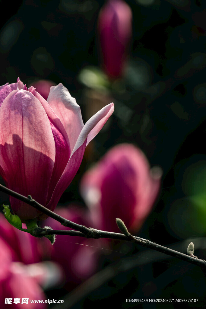 玉兰花