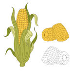 玉米插画