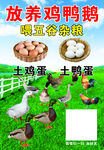 放养鸡鸭鹅海报