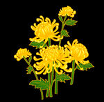 手绘菊花