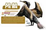 动物园广告牌鸬鹚.