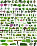 景观植物素材