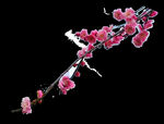 一枝朱砂梅花透明底