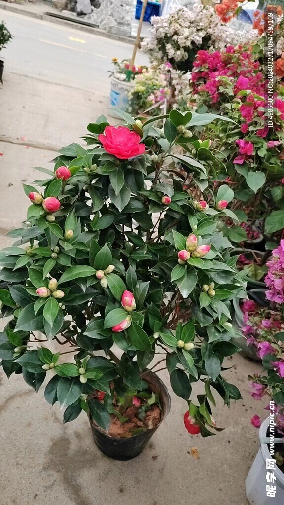 茶花