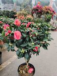 茶花