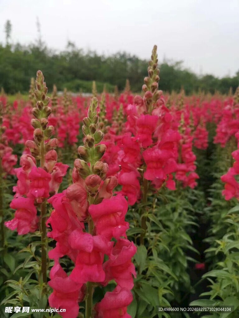 金鱼草