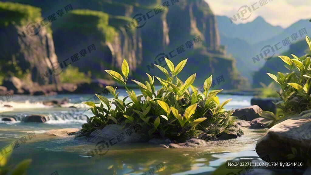 高山流水茶树