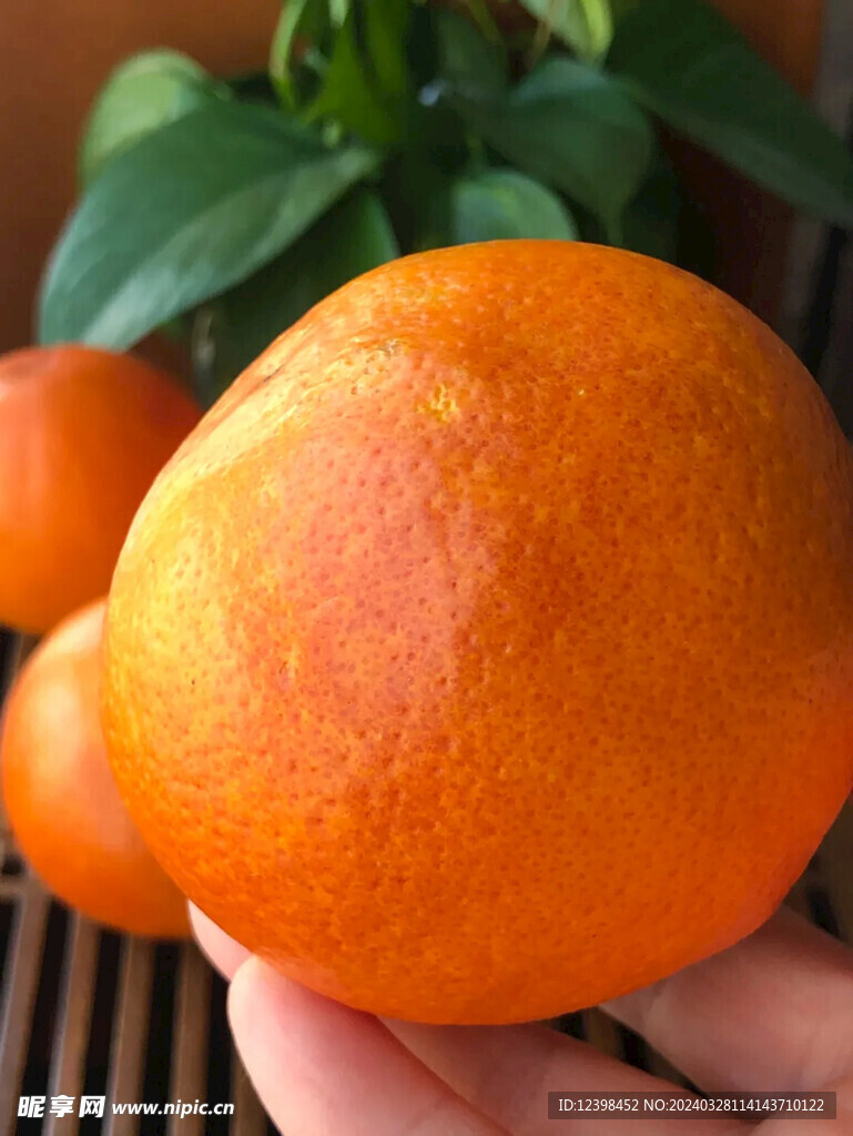柑橘