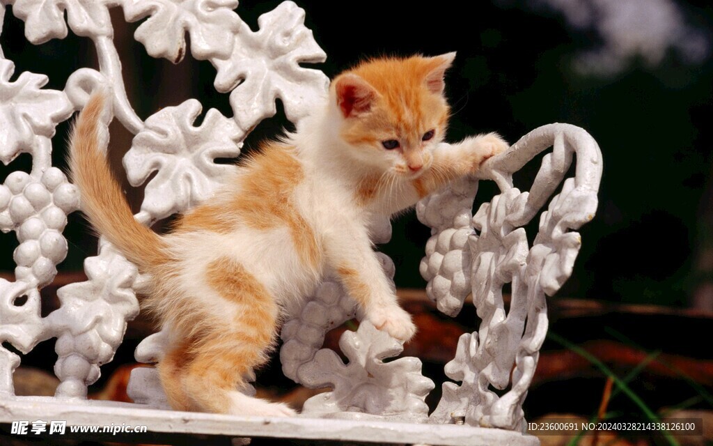 猫咪宠物