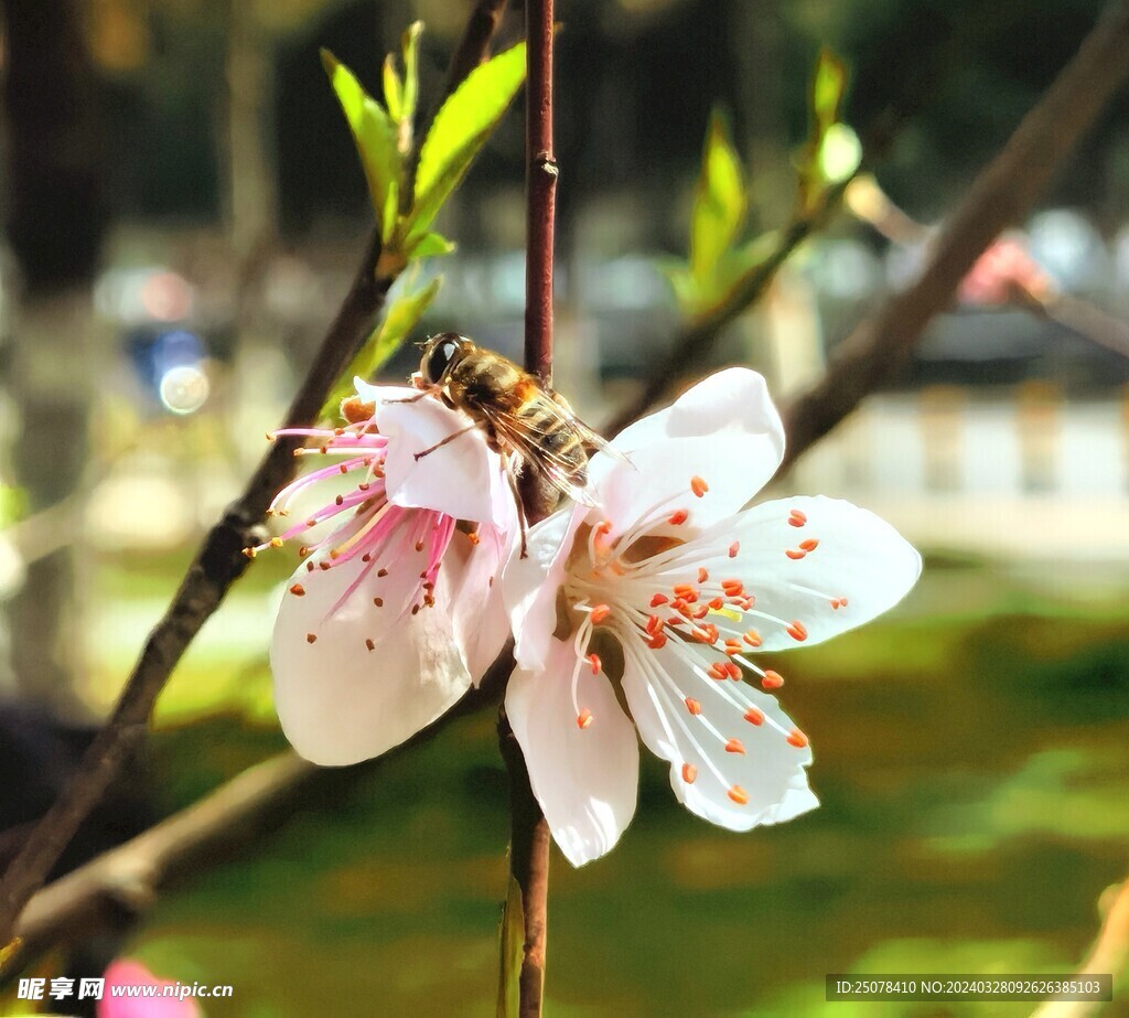 桃花上的小蜜蜂