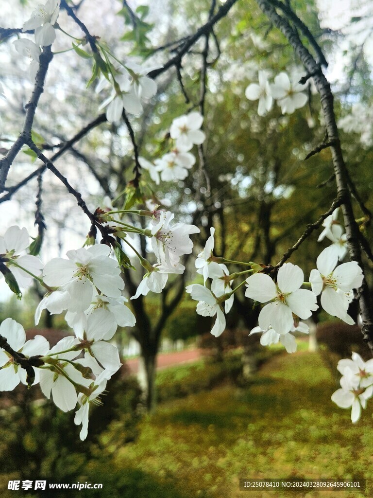 白色花朵