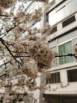 樱花树