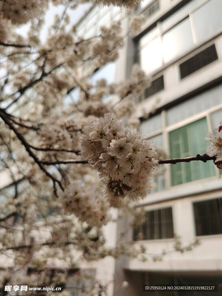 樱花树