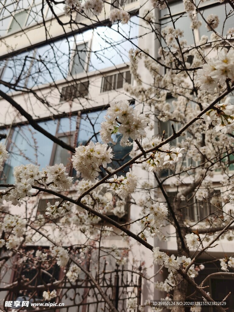 樱花树 
