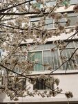 樱花树