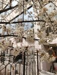樱花树