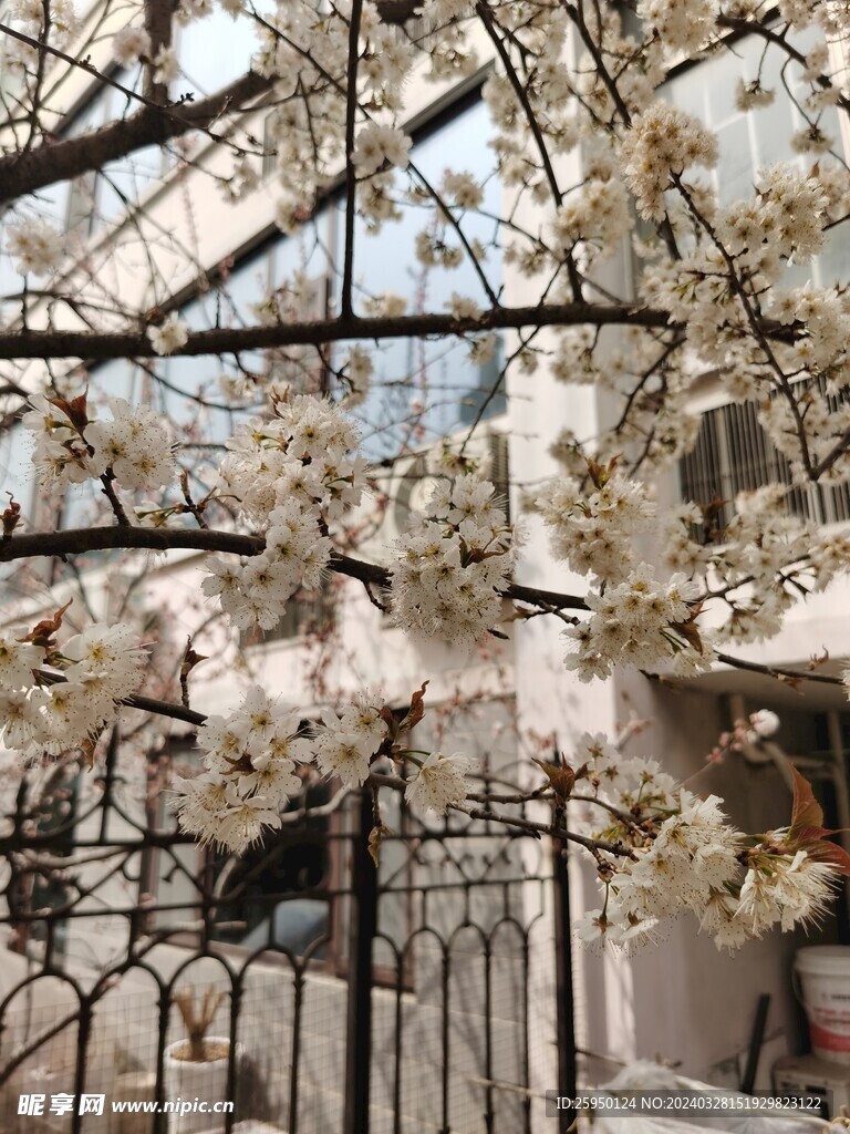 樱花树
