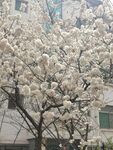 樱花树