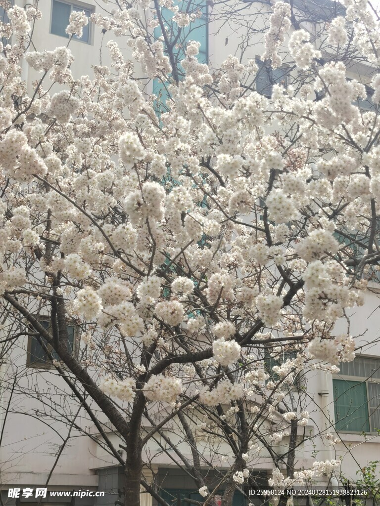 樱花树