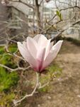 玉兰花