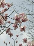玉兰花