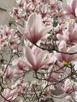玉兰花