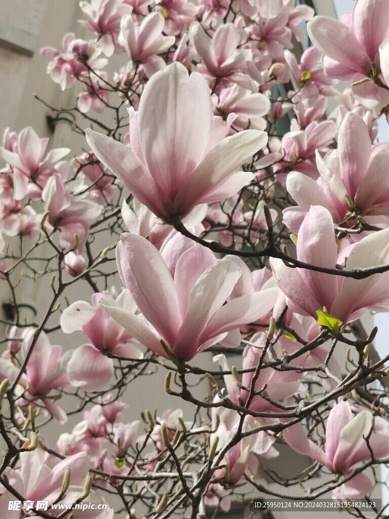 玉兰花