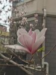 玉兰花