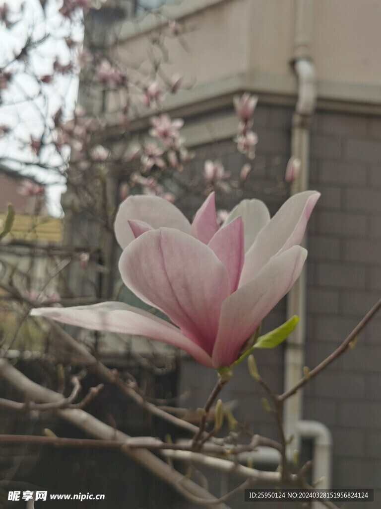 玉兰花