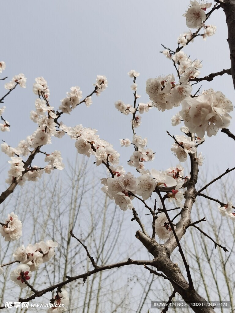 杏花