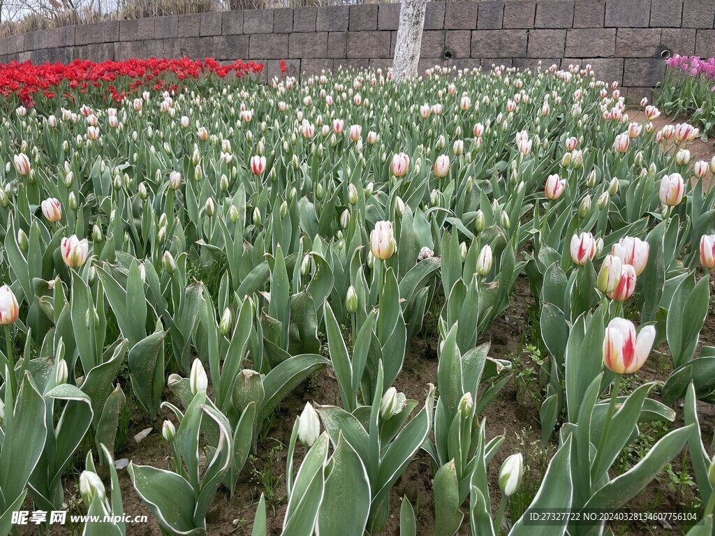 郁金香花海