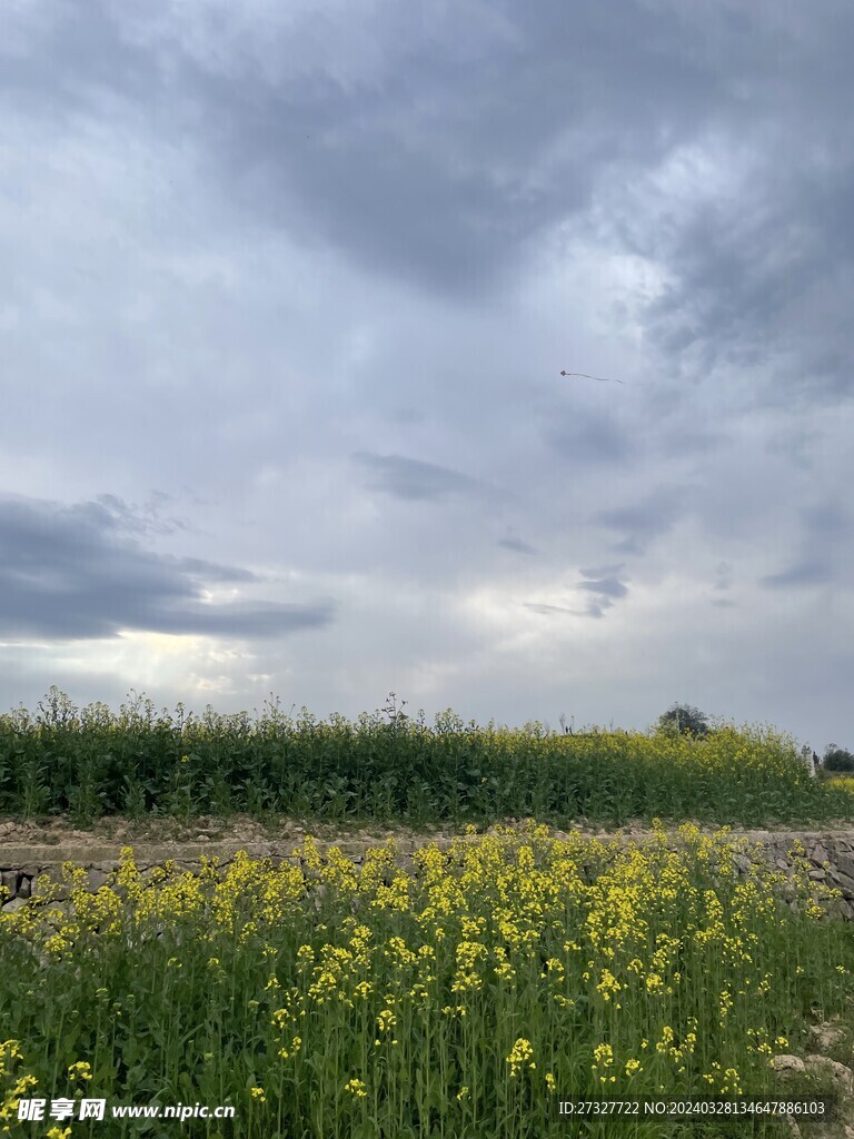 油菜花