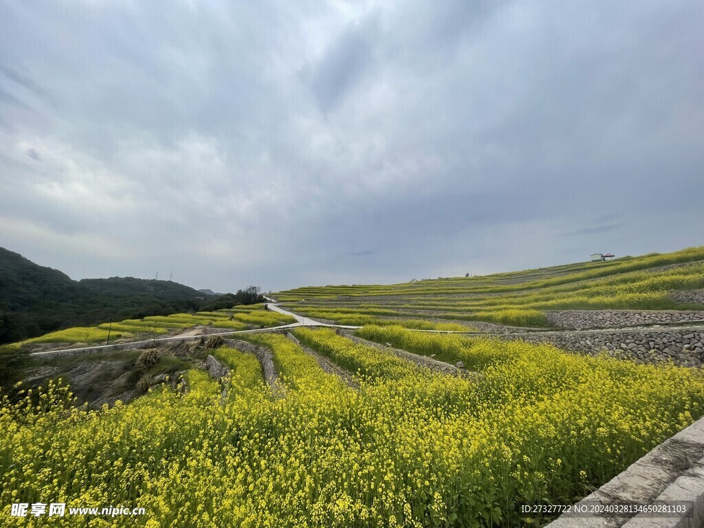 油菜花