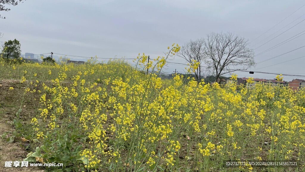 油菜花