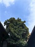 广玉兰大树