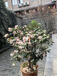 茶花