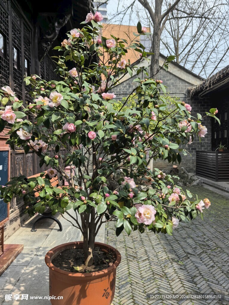 茶花