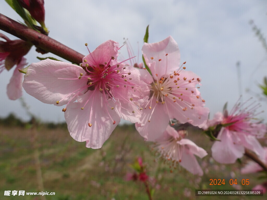 桃花