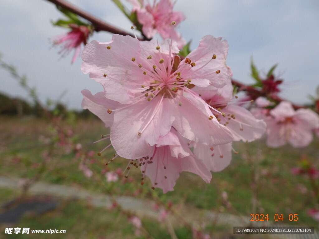 桃花