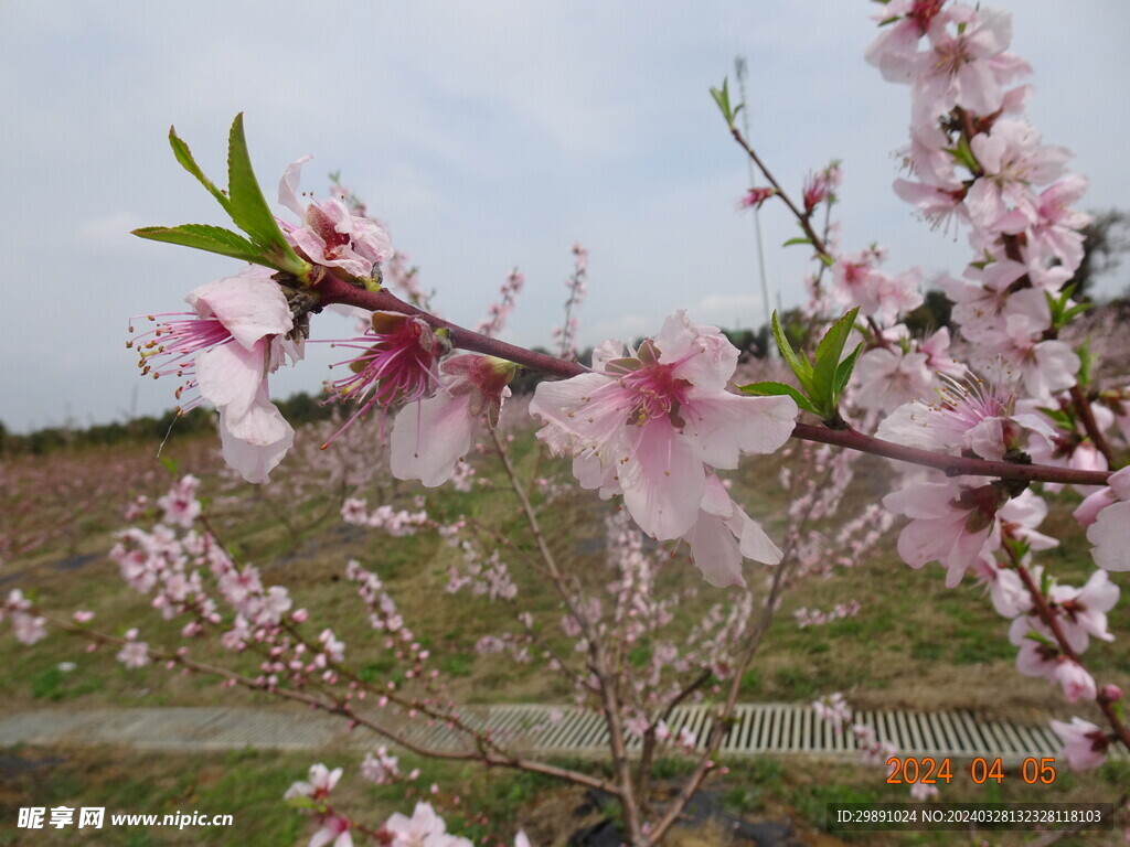 桃花